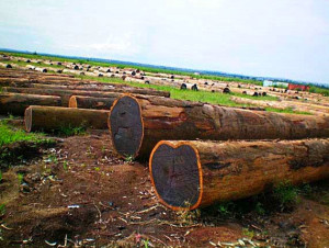 Вырубка деревьев венге